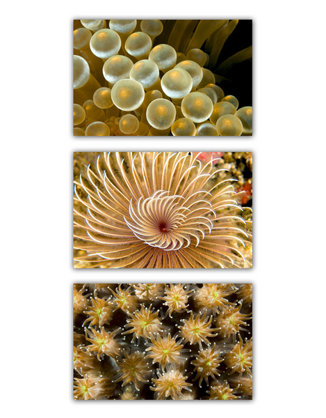 ABSTRACT SEA :: YELLOW 
anemone . tube worm . hard coral 