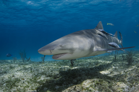 Lemon Shark : Bahamas
