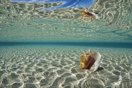 Conch Reflection : Bahamas