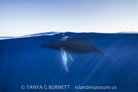 Humpback Whale Split : Dominica Republic
